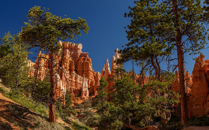 National Park, Bryce Canyon National Park, Nature, Rock, Tree, Utah, HD wallpaper