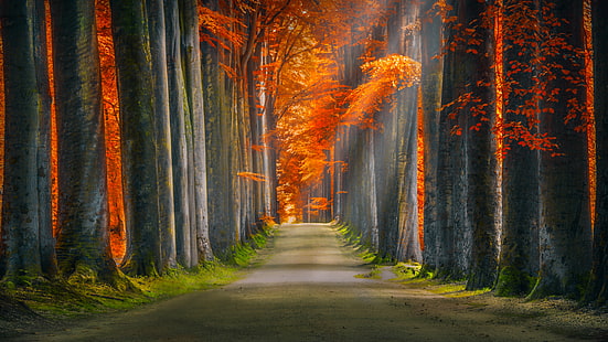 Осенний лес 5К, Лес, Осень, HD обои HD wallpaper