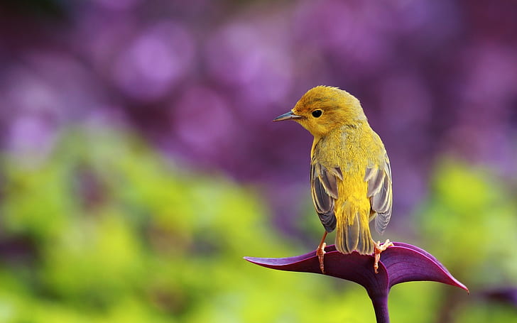 Pássaro na folha, pássaro amarelo e preto, Pássaro, Folha, HD papel de parede