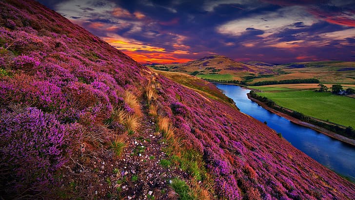 natur, landskap, moln, solnedgång, blommor, flod, vatten, gräs, kullar, träd, Skottland, Storbritannien, Pentland Hills, HD tapet