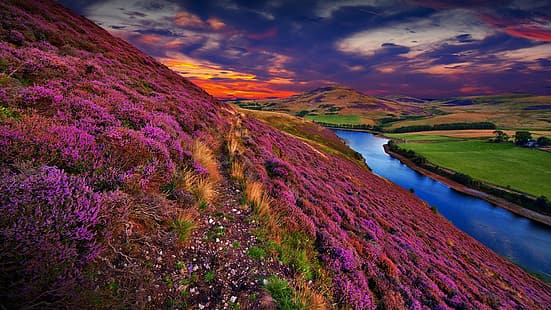 naturaleza, paisaje, nubes, puesta de sol, flores, río, agua, hierba, colinas, árboles, Escocia, Reino Unido, Pentland Hills, Fondo de pantalla HD HD wallpaper
