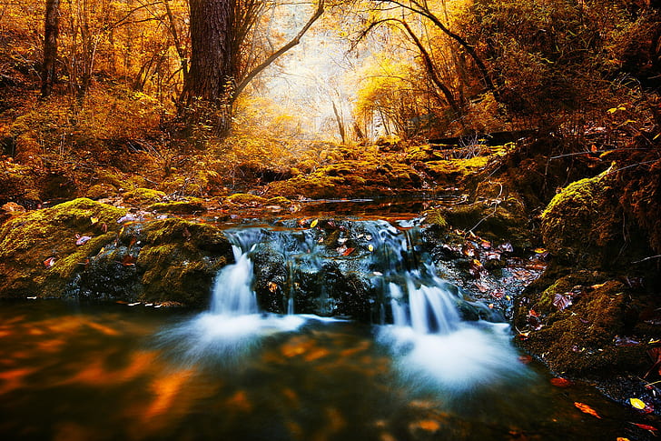 floresta, rio, riachos, outono, região selvagem, paisagem, HD papel de parede