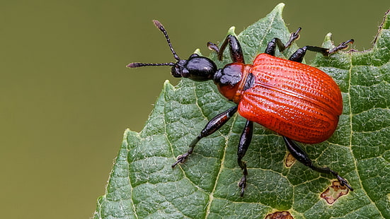 makro, rote, grünfläche, hintergrund, blatt, käfer, insekt, HD-Hintergrundbild HD wallpaper