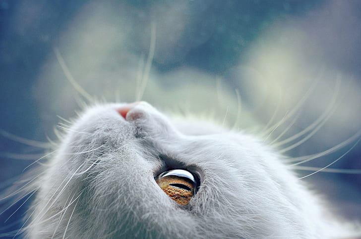 Cat eyes muzzle, eyes, white, muzzle, whiskers, cat, wool, Kremena Pashova, HD wallpaper