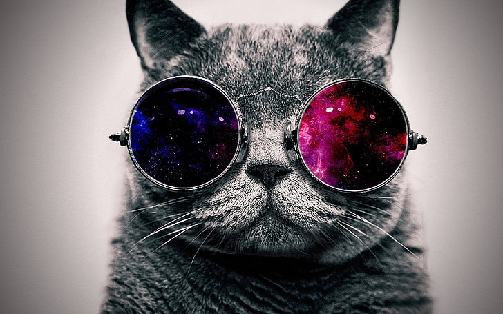 сива котка и слънчеви очила, котка, очила, пространство, абстрактно, минимализъм, животни, дигитално изкуство, селективно оцветяване, прост фон, черно, слънчеви очила, HD тапет