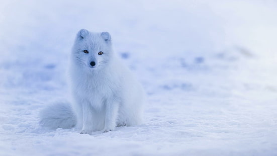 лисица, полярна лисица, сняг, животно, лисица, дива природа, бозайник, арктика, замръзване, лед, муцуна, HD тапет HD wallpaper