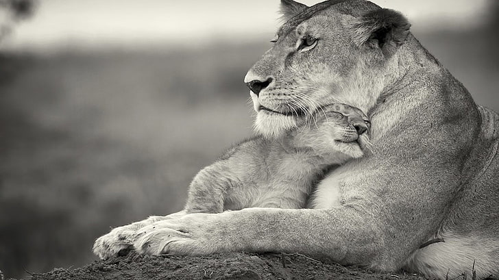 lioness and lion cub, lion, baby animals, monochrome, animals, gray, cuddle, big cats, HD wallpaper