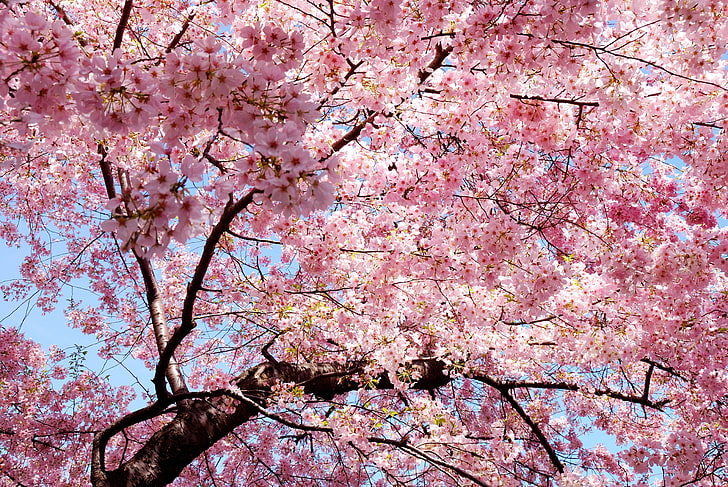 cherry blossoms tree, pink, trees, nature, magnolia, cherry blossom, HD wallpaper