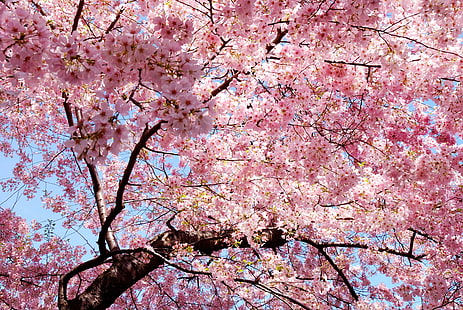 cherry blossoms tree, pink, trees, nature, magnolia, cherry blossom, HD wallpaper HD wallpaper