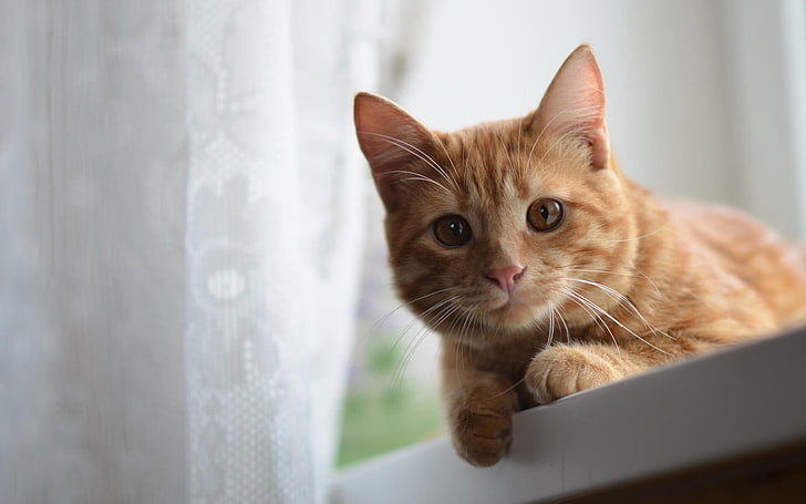 оранжевый полосатый кот, кот, лицо, глаза, рыжий, HD обои