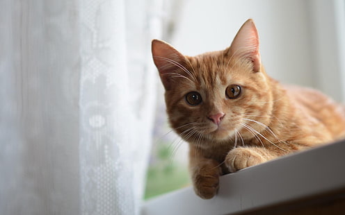 оранжевый полосатый кот, кот, лицо, глаза, рыжий, HD обои HD wallpaper
