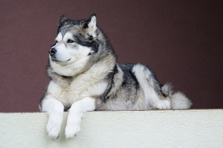 husky sibérien noir adulte, malamute d'Alaska, malamute, chien, Fond d'écran HD