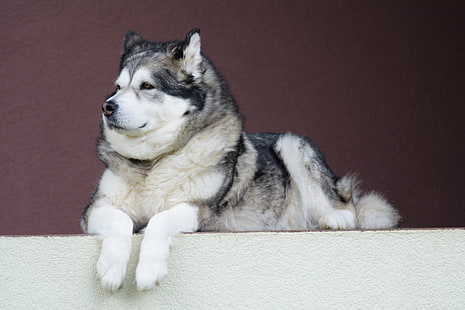 husky siberiano preto adulto, malamute do Alasca, malamute, cão, HD papel de parede HD wallpaper