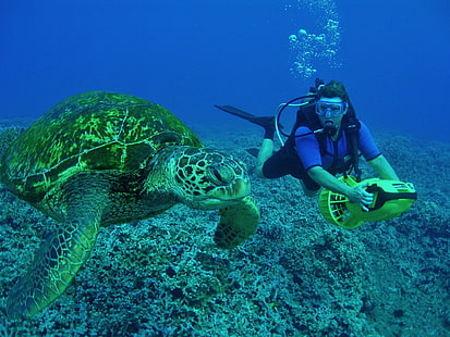 дайвер, дайвинг, океан, подводное плавание, море, черепаха, подводный, HD обои HD wallpaper