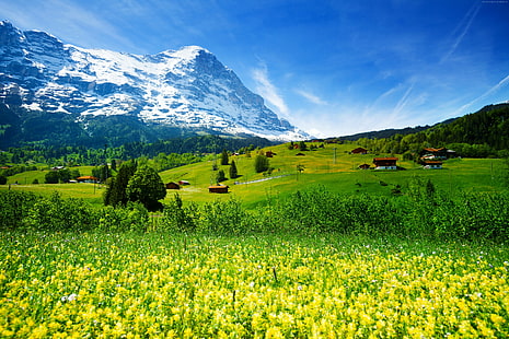 wildflowers, meadows, Switzerland, 5k, mountains, 4k, HD wallpaper HD wallpaper
