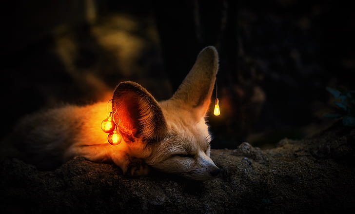 Photography, Manipulation, Fennec Fox, Light Bulb, Sleeping, Wildlife, HD wallpaper