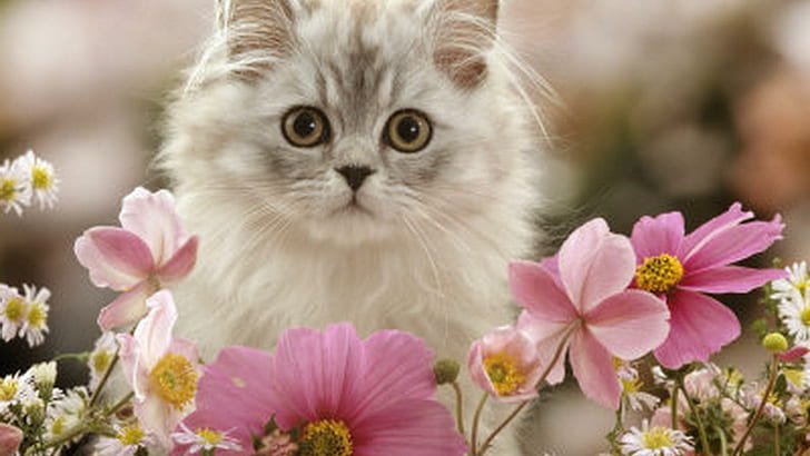 Серебряный табби среди цветов, цветы, сладкие, милые, животные, животные, HD обои