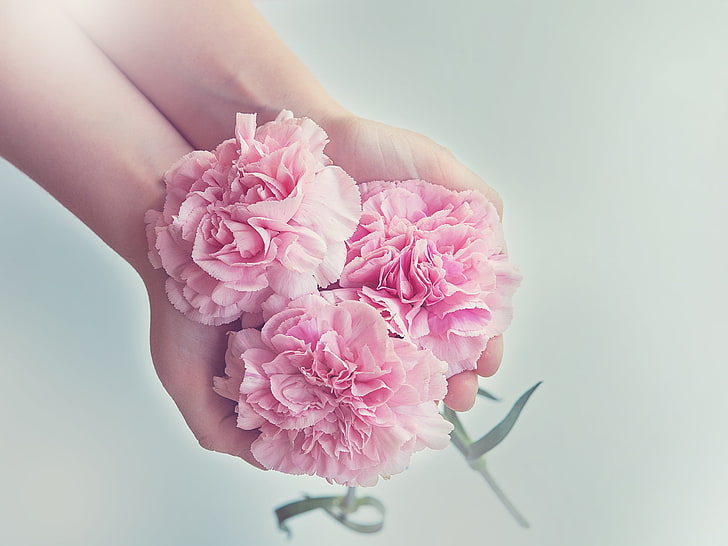 three pink flowers, carnations, flowers, hands, pink, HD wallpaper