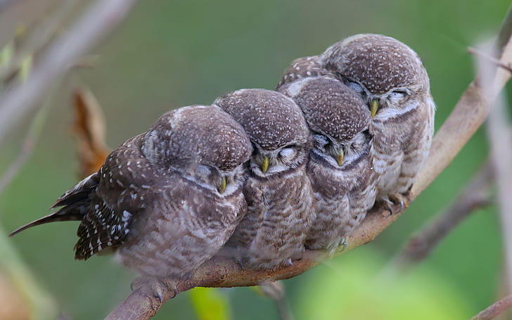 Spotted owls, family, Spotted, Owls, Family, HD wallpaper