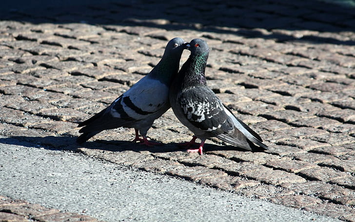 Kissing pigeons, two gray pigeons, animals, 1920x1200, bird, pigeon, HD wallpaper