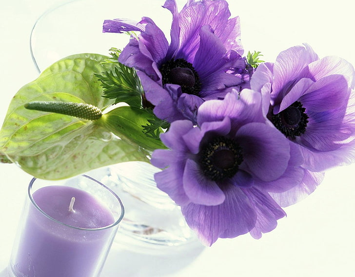 Фиолетовый анемон, цветочная композиция, свеча, белый фон, фиолетовые цветы, прозрачная ваза, HD обои