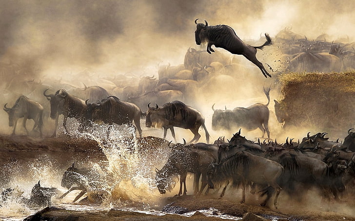 saltando, animais, migração, rio, áfrica, poeira, serengeti, natureza, paisagem, HD papel de parede