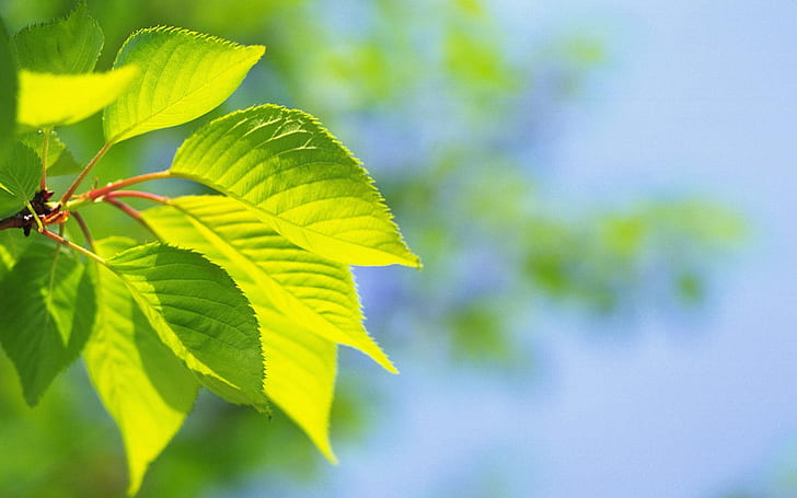 Листья Макро HD, зеленые листья растений, природа, макро, листья, HD обои