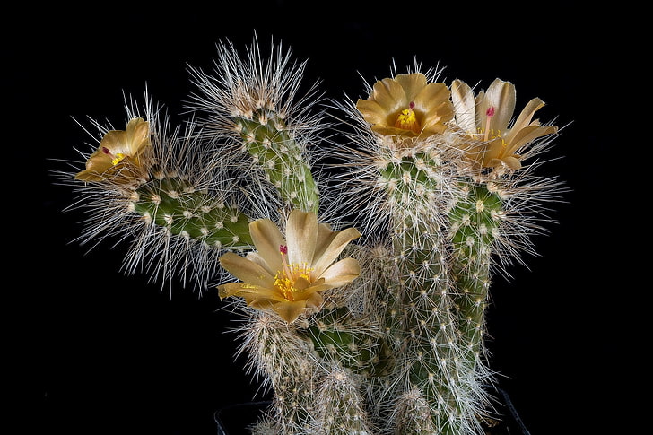 needles, plant, petals, cactus, barb, stamens, black background, picture, yellow flowers, HD wallpaper