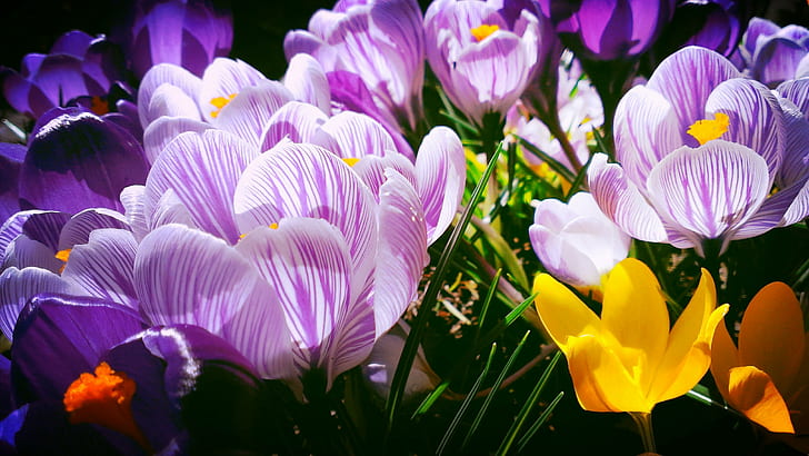lila och gula kronbladiga blommor, krokusar, krokusar, Iris, lila, gul, blommor, krokus, blume, natur, blomma, tulpan, växt, blommahuvud, kronblad, vår, friskhet, skönhet i naturen, HD tapet