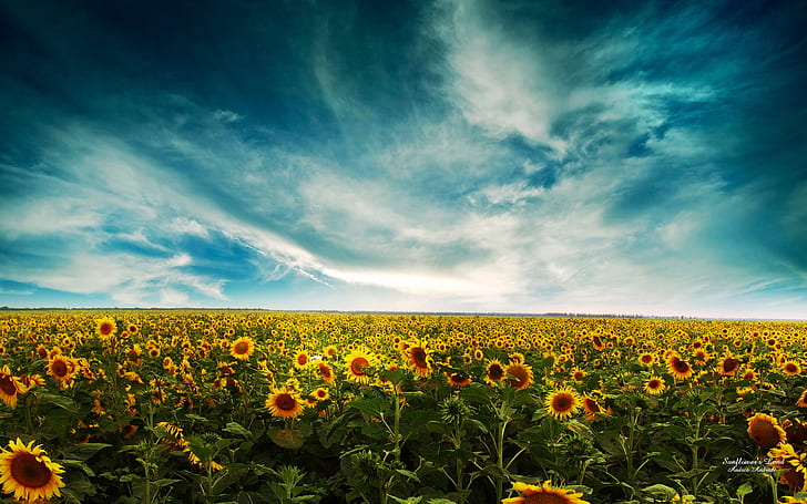 Sunflowers Landscape Wide, HD wallpaper