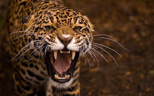 brun gepard, jaguar, ansikte, tänder, ilska, aggression, rovdjur, HD tapet HD wallpaper