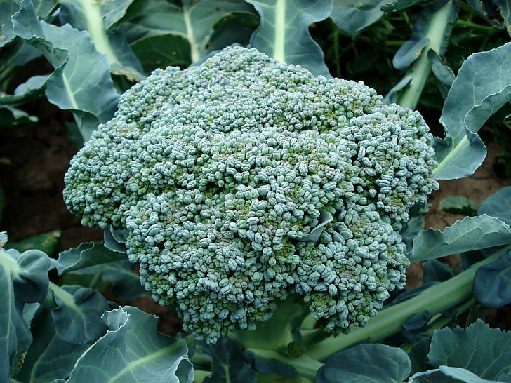 brokoli, makanan, hijau, alami, organik, tanaman, sayuran, Wallpaper HD