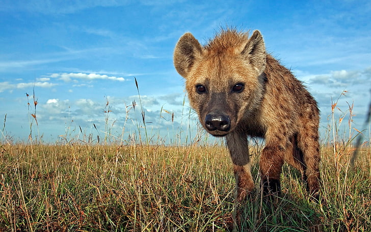 hyena, HD wallpaper
