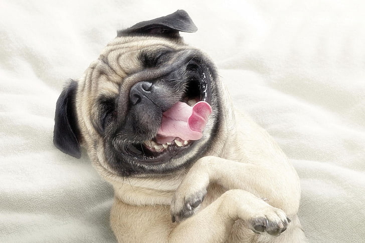fawn pug, pug, dog, face, happy, protruding tongue, HD wallpaper