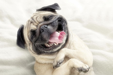 açık kahverengi pug, pug, köpek, yüz, mutlu, dil çıkıntılı, HD masaüstü duvar kağıdı HD wallpaper