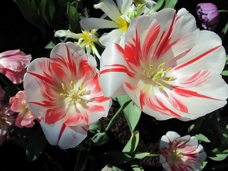 pétalos de flores blancas y rojas, tulipanes, flores, rayas, fondo, Fondo de pantalla HD