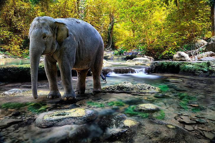 grey elephant, elephant, water, trees, rocks, HD wallpaper