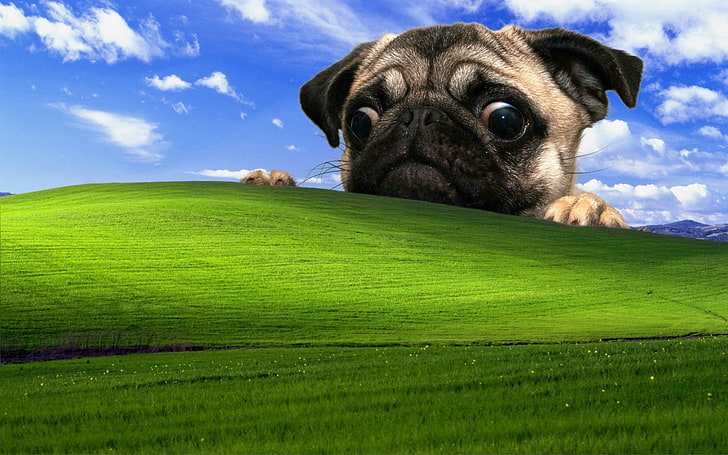 fawn pug y fondo de pantalla de campo de Microsoft Windows, Windows XP, pug, perro, Fondo de pantalla HD