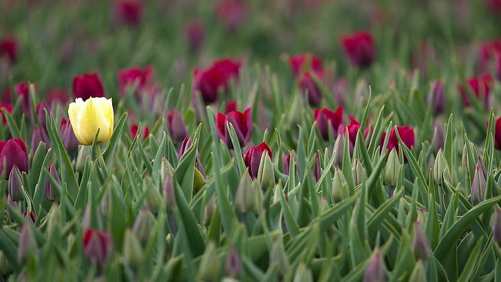 Tulip Musim Semi Daun, musim semi, tulip, daun, Wallpaper HD