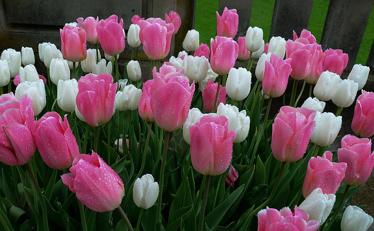 Spring is Here, pink and white tulips, Nature, Flowers, ritish columbia canada, british columbia canada, tulips, seasons, flora, spring, parks, vancouver island, pink, leaves, travel, water drops, pretty, world, holland, victoria, HD wallpaper