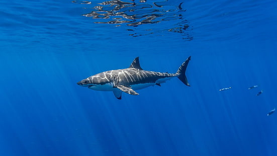 shark, underwater, fish, marine biology, water, great white shark, HD wallpaper HD wallpaper