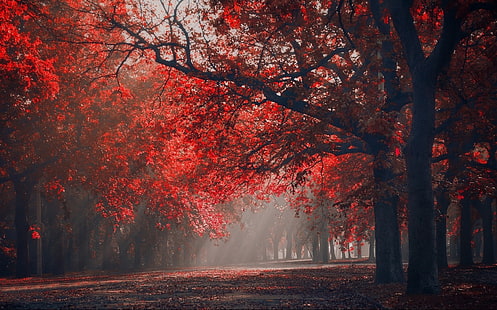Baum mit roten Blättern, grüne Laubbäume tagsüber, Landschaft, Natur, rot, Park, Sonnenstrahlen, Bäume, Herbst, Blätter, Jahreszeiten, Nebel, HD-Hintergrundbild HD wallpaper