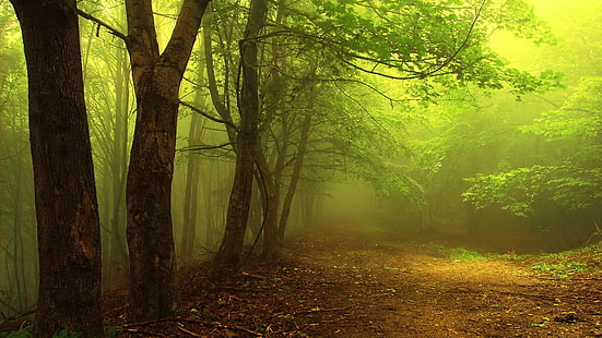 green forest digital wallpaper, fog covered forest, nature, trees, forest, branch, mist, path, leaves, morning, HD wallpaper HD wallpaper