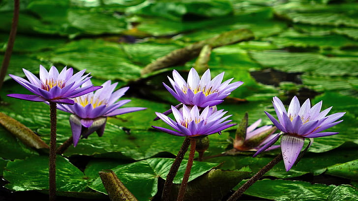 Lotus Purple Flowers Green Leaves Water Beautiful Wallpaper Hd For Desktop  3840×2160, HD wallpaper | Wallpaperbetter
