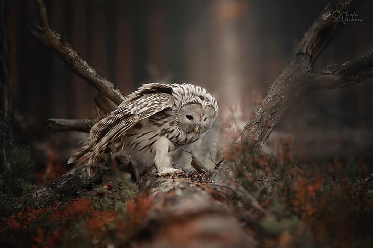 owl, bird, driftwood, A barred owl, Natalia Ponikarova, HD wallpaper