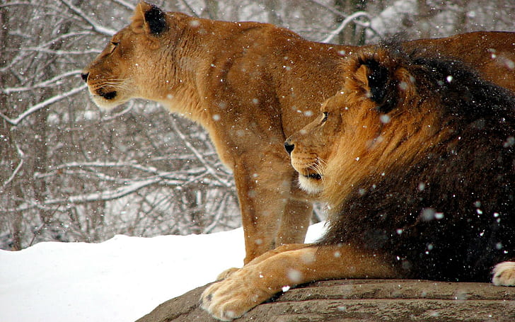 Pareja real, león marrón y leona, africano, leona, nieve, pareja, invierno, león, animales, Fondo de pantalla HD