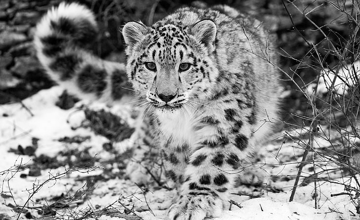 Snow Leopard HD Wallpaper, grayscale tiger, Animals, Wild, Leopard, Snow, HD wallpaper