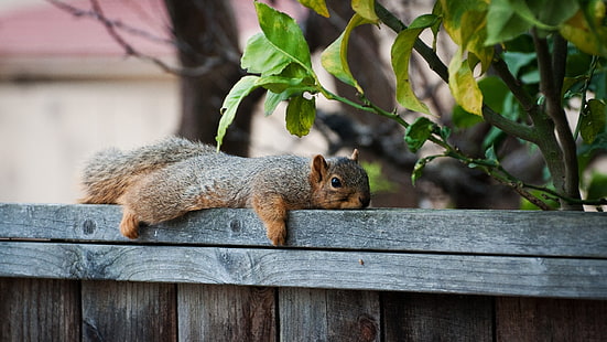 scoiattolo marrone, scoiattolo, animali, natura, Sfondo HD HD wallpaper