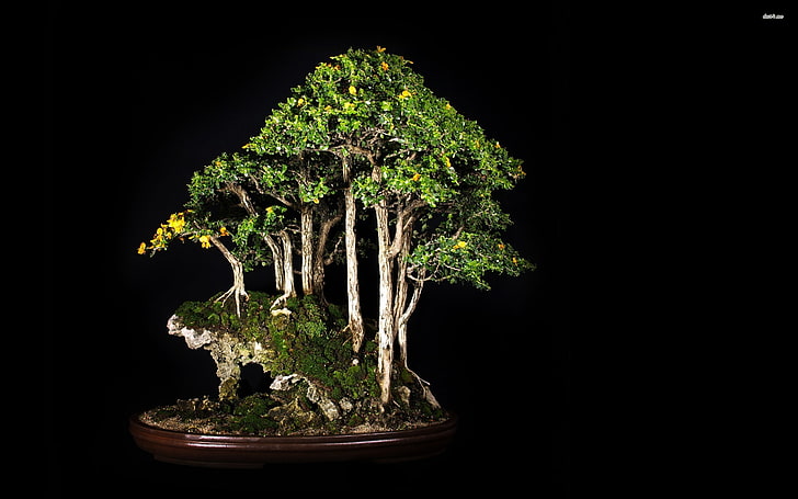bonsai, Wallpaper HD