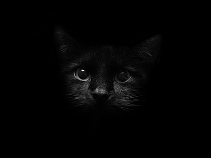 черна котка, коте, лице, сянка, око, HD тапет HD wallpaper